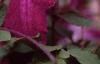 Clematis viticella 'Kermesina', flowers