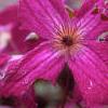 Clematis viticella 'Kermesina', flowers
