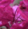 Clematis viticella 'Kermesina', flowers