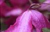 Clematis viticella 'Kermesina', flowers