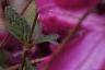 Clematis viticella 'Kermesina', flowers