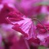 Clematis viticella 'Kermesina', flowers