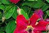 Clematis viticella 'Kermesina', flowers