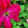 Clematis viticella 'Kermesina', flowers
