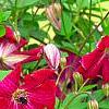 Clematis viticella 'Kermesina', flowers