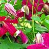 Clematis viticella 'Kermesina', flowers
