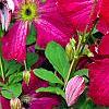 Clematis viticella 'Kermesina', flowers