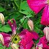 Clematis viticella 'Kermesina', flowers