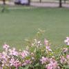 Clematis viticella 'Little Nell', habit