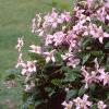 Clematis viticella 'Little Nell', habit