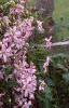 Clematis viticella 'Little Nell', habit