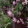 Clematis viticella 'Little Nell', habit