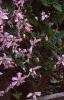 Clematis viticella 'Little Nell', habit