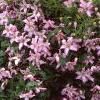 Clematis viticella 'Little Nell', habit