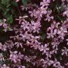 Clematis viticella 'Little Nell', habit
