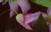 Clematis viticella 'Little Nell', flowers