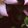 Clematis viticella 'Little Nell', flowers