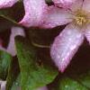 Clematis viticella 'Little Nell', flowers