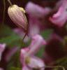 Clematis viticella 'Little Nell', flowers