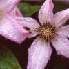 Clematis viticella 'Little Nell', flowers