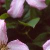Clematis viticella 'Little Nell', flowers