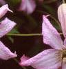 Clematis viticella 'Little Nell', flowers