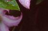 Clematis viticella 'Little Nell', flowers
