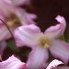Clematis viticella 'Little Nell', flowers