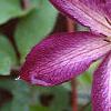 Clematis viticella 'Venosa Violaceae', flowers