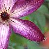 Clematis viticella 'Venosa Violaceae', flowers