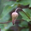 Clematis viticella 'Venosa Violaceae', flowers