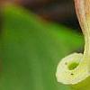 Clematis viorna, flowers
