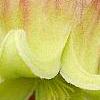 Clematis viorna, flowers