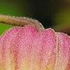 Clematis viorna, flowers