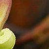 Clematis viorna, flowers