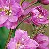 Delphinium 'Blushing Bride', flowers