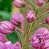 Delphinium 'Blushing Bride', flowers