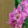 Delphinium 'Blushing Bride', flowers
