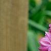 Delphinium 'Blushing Bride', flowers