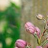 Delphinium 'Blushing Bride', flowers