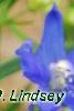 Delphinium 'Diamonds Blue', flowers