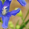 Delphinium 'Diamonds Blue', flowers