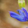 Delphinium 'Diamonds Blue', flowers