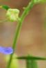 Delphinium 'Diamonds Blue', flowers