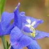 Delphinium 'Diamonds Blue', flowers