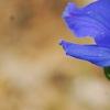 Delphinium 'Diamonds Blue', flowers