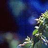 Delphinium grandiflorum 'Blue Butterfly', flowers