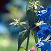 Delphinium grandiflorum 'Blue Butterfly', flowers