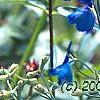 Delphinium grandiflorum 'Blue Butterfly', flowers