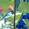 Delphinium grandiflorum 'Blue Butterfly', flowers